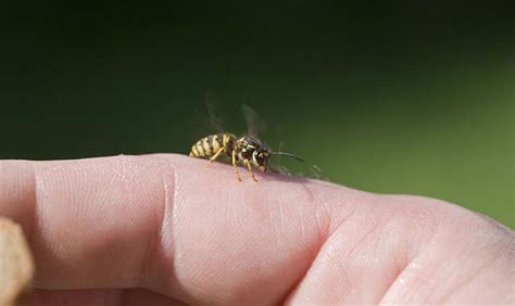 Come tenere i calabroni lontani dagli alimentatori di colibrì